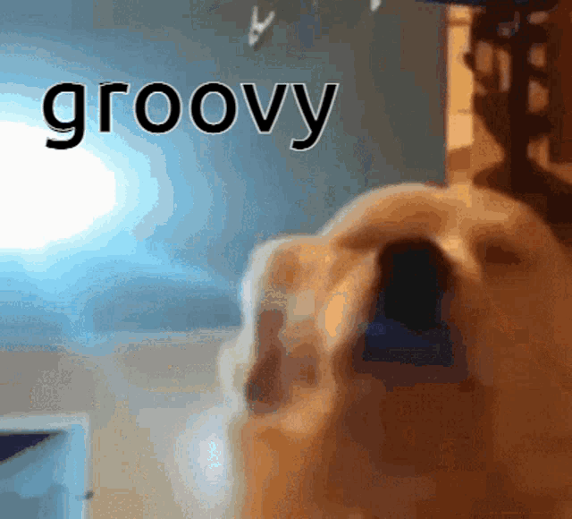 Groovy Dog